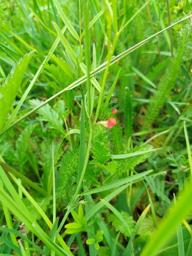 Lathyrus sphaericus, photograph 3