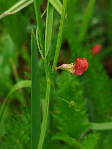 Lathyrus sphaericus, photograph 4
