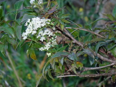 Scandia rosifolia