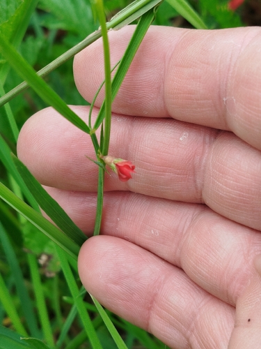 Lathyrus sphaericus, photograph 5