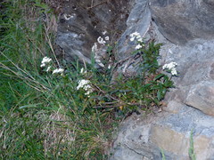 Scandia rosifolia