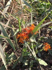 Pseudogynoxys haenkei