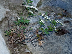 Scandia rosifolia