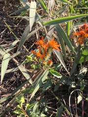 Pseudogynoxys haenkei