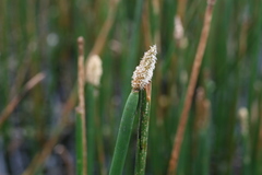 Eleocharis densa