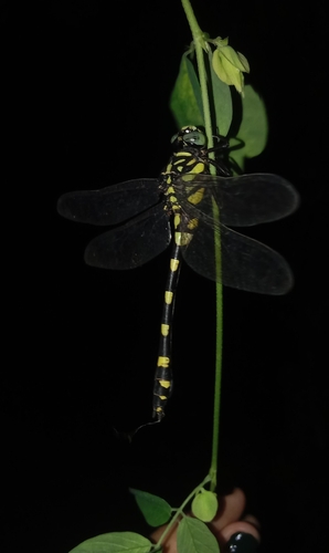 Indian Common Clubtail