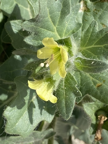 white henbane