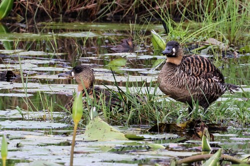 iNaturalist image