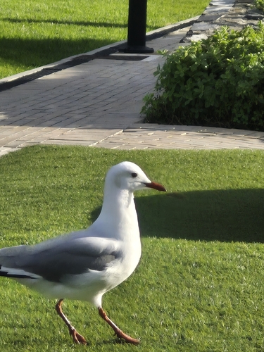 iNaturalist image