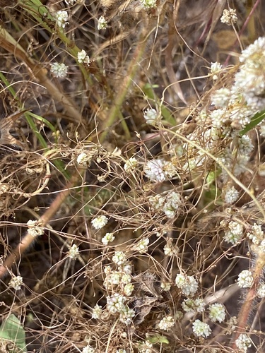 Flat-flowered Dodder