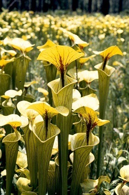 Sarracenia flava