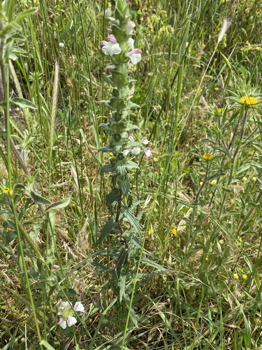 Mediterranean lineseed