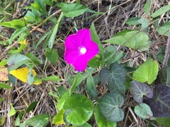 Ipomoea dumosa