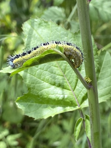 Large White