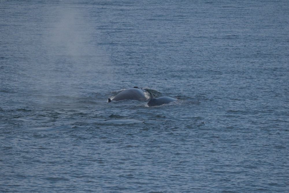Balaenoptera borealis