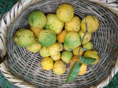 Citrus medica