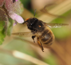 Anthophora