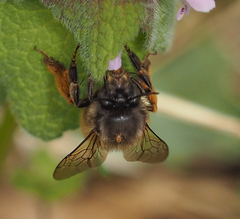 Anthophora