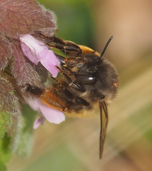 Anthophora
