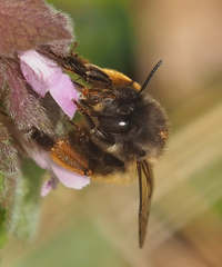Anthophora