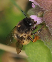 Anthophora