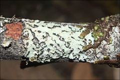 Austroparmelina pseudorelicina