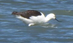 Recurvirostra andina