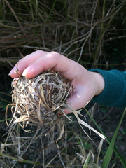 Muscardinus avellanarius