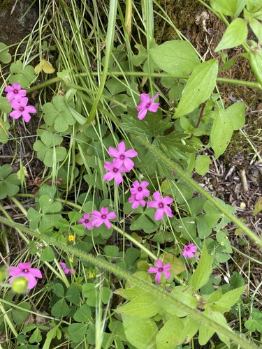 pink-sorrel
