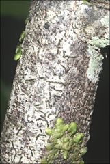 Halegrapha mucronata