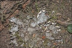 Peltigera dolichorhiza