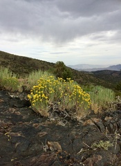 Chrysothamnus viscidiflorus puberulus