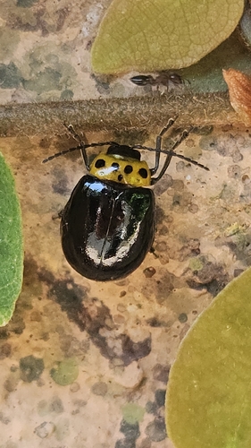 Morphosphaera japonica, 2026-05-18