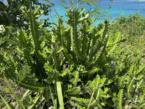 Euphorbia lactea