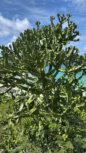 Euphorbia lactea