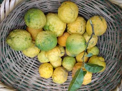 Citrus medica