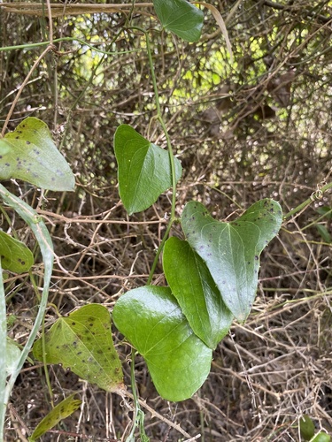 Rough Bindweed