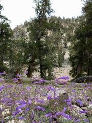 Penstemon scapoides