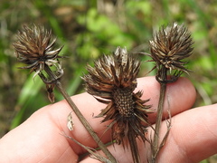 Eryngium yuccifolium