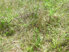 Eryngium yuccifolium