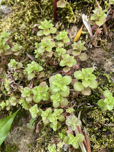 starry stonecrop