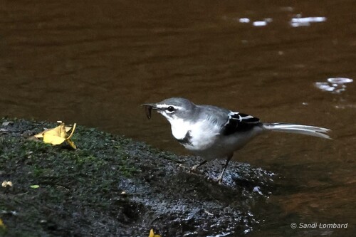 iNaturalist image