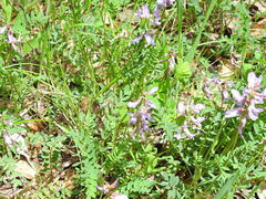 Astragalus distortus