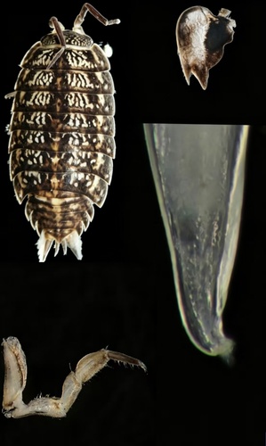 Mongoloniscus koreanus