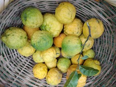 Citrus medica