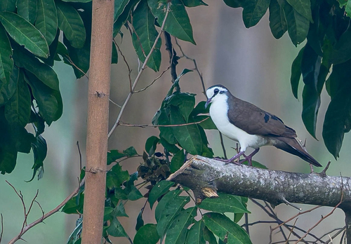 Tambourine Dove