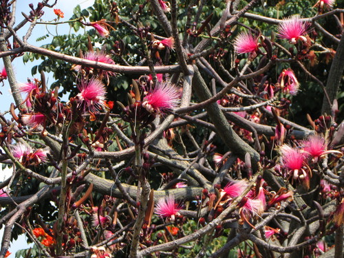 Coquito (Pseudobombax ellipticum)