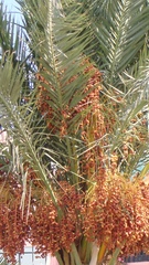 Phoenix dactylifera