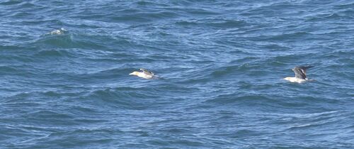 Cape Gannet (Morus capensis), photo 10