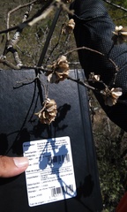 Neopringlea integrifolia